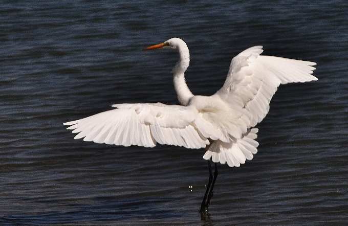 a white heron in flight